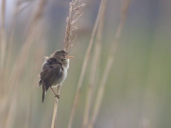 luhtakerttunen_10_Korppoo_06_11