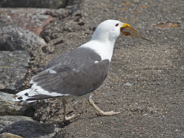 merilokki_05_Korppoo_06_11