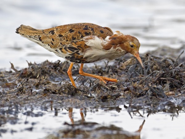 suokukko_01_Korppoo_06_11