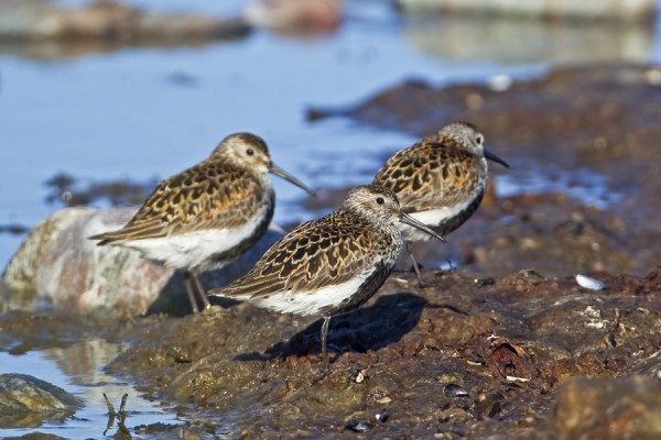 suosirri_10_Korppoo_06_11