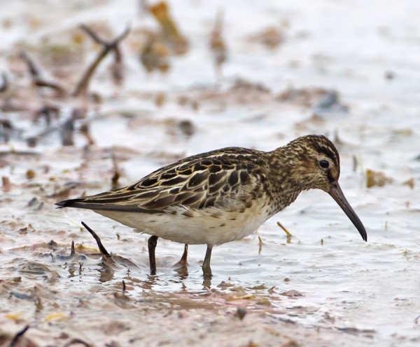 jankasirriainen_03_Korppoo_07_11