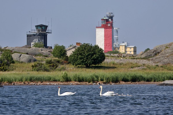 kyhmyjoutsen_02_Korppoo_07_11