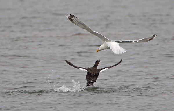 pilkkasiipi_05_Korppoo_07_11