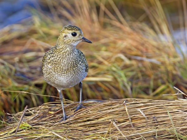 kapustarinta_13_Korppoo_09_11