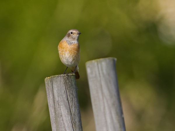 leppalintu_12_Korppoo_09_11