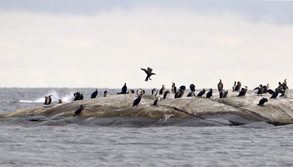 merimetso_33_Korppoo_09_11