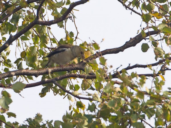 nokkavarpunen_01_Korppoo_09_11