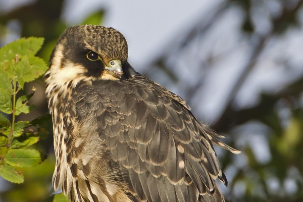 nuolihaukka_02_Korppoo_09_11