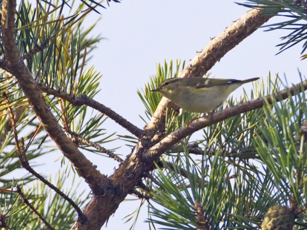 taigauunilintu_02_Korppoo_09_11