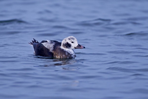 alli_01_Korppoo_12_11