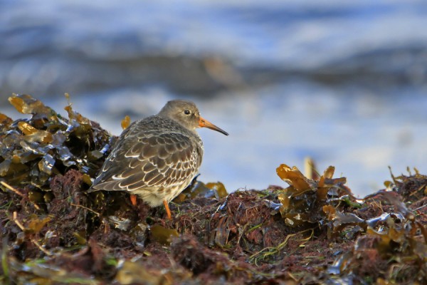 merisirri_03_Korppoo_12_11