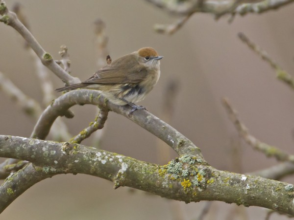 mustapaakerttu_01_Korppoo_12_11