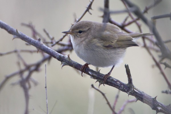 tiltaltti_02_Korppoo_12_11