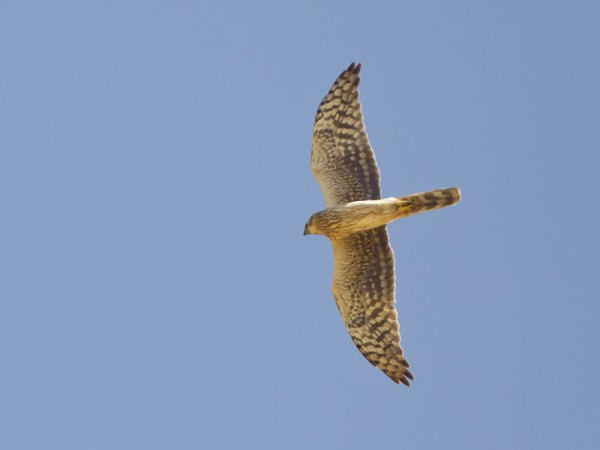 arosuohaukka_01_Eilat_03_12