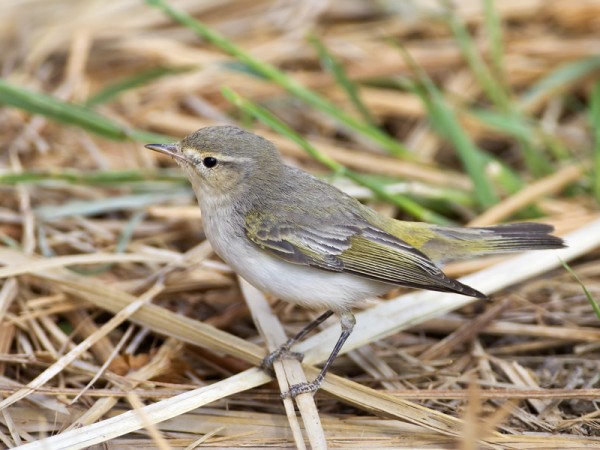 balkaninuunilintu_01_Eilat_03_12