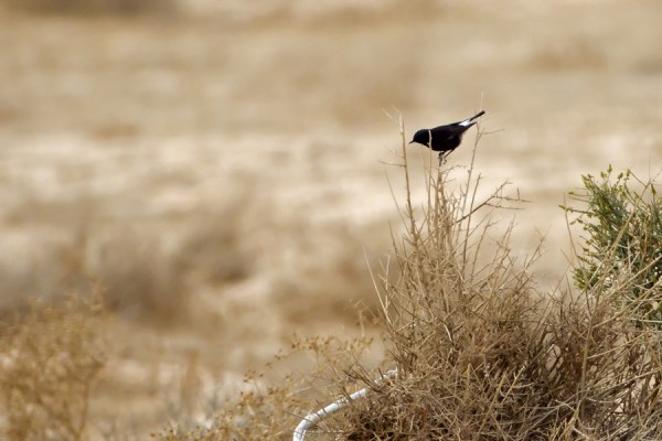 basalttitasku_02_Eilat_03_12