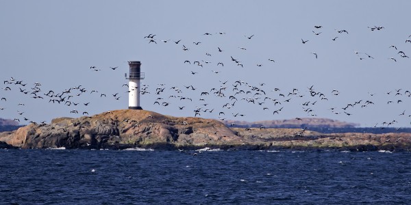 haahka_05_Korppoo_04_12