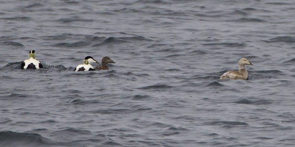 haahka_31_Korppoo_04_12