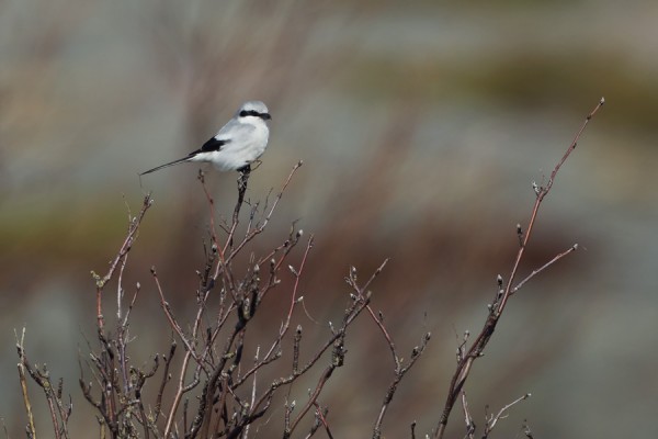 isolepinkainen_01_Korppoo_04_12