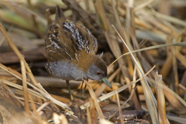 kaapiohuitti_01_Eilat_03_12