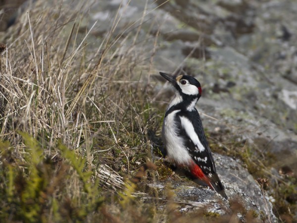 kapytikka_01_Korppoo_04_12