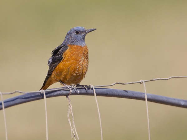 kivikkorastas_01_Eilat_03_12