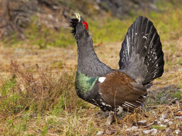 metso_14_Nousiainen_04_12