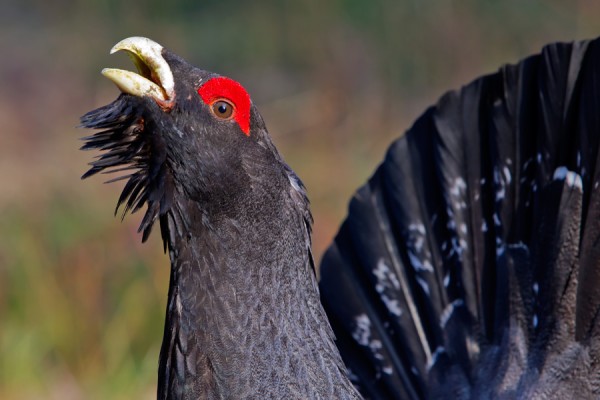 metso_17_Nousiainen_04_12