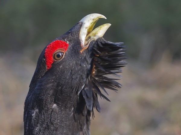 metso_18_Nousiainen_04_12