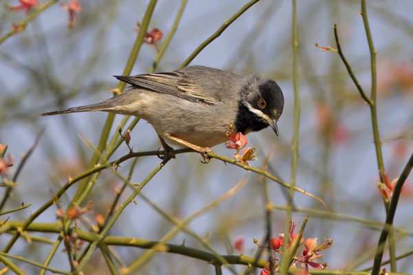 mustakurkkukerttu_01_Eilat_03_12