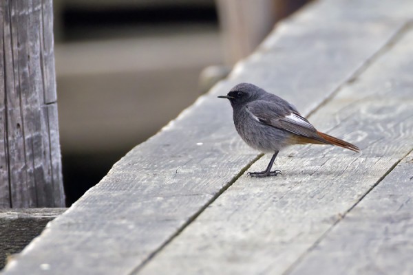 mustaleppalintu_03_Korppoo_04_12