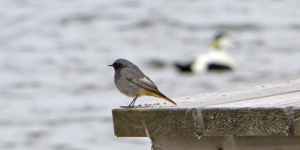 mustaleppalintu_30_Korppoo_04_12