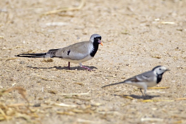 naamiokyyhky_01_Eilat_03_12
