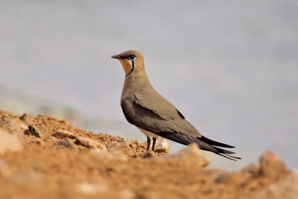 paaskykahlaaja_01_Eilat_03_12