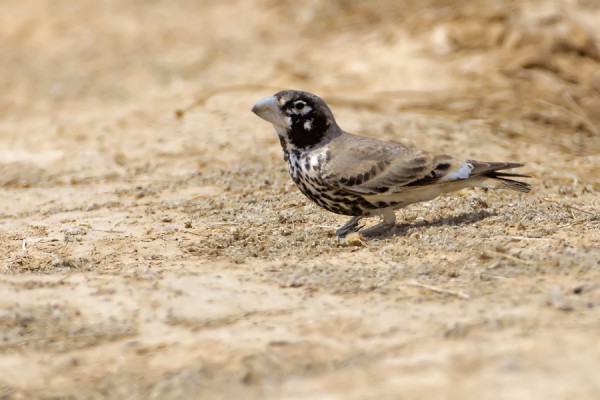 paksunokkakiuru_01_Eilat_03_12