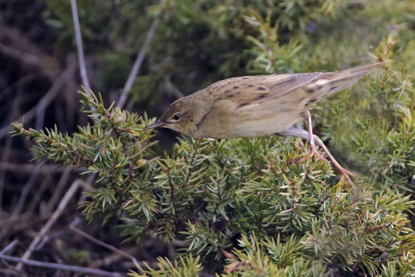 pensassirkkalintu_01_Korppoo_04_12