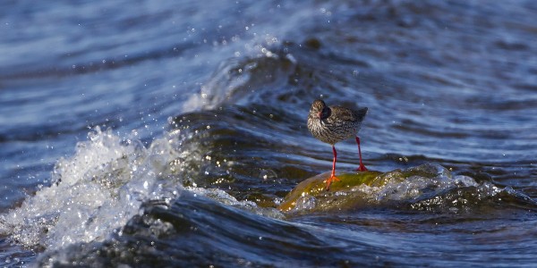 punajalkaviklo_01_Korppoo_04_12