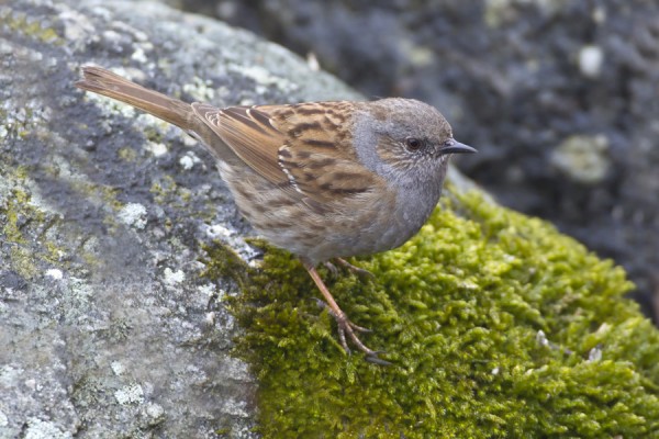 rautiainen_13_Korppoo_04_12