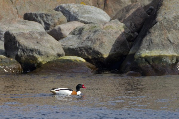 ristisorsa_01_Korppoo_04_12