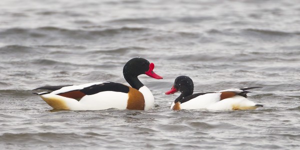 ristisorsa_10_Korppoo_04_12