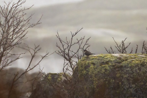 sepelrastas_01_Korppoo_04_12