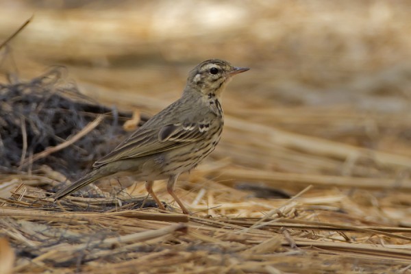 taigakirvinen_01_Eilat_03_12