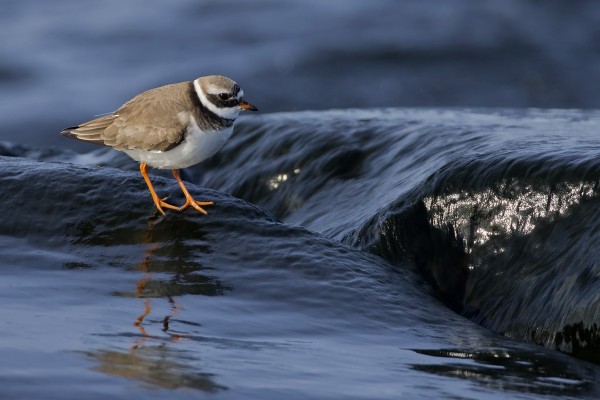 tylli_01_Korppoo_04_12