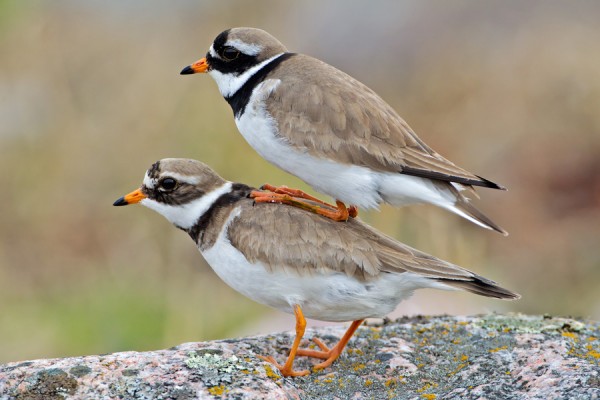 tylli_22_Korppoo_04_12