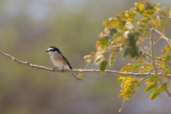 valko_otsalepinkainen_01_Eilat_03_12