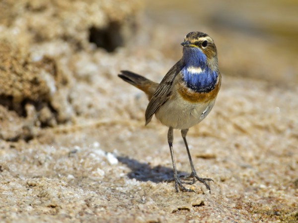 valkotaplasinirinta_01_Eilat_03_12