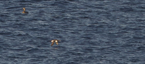 etelankiisla_01_Korppoo_05_12