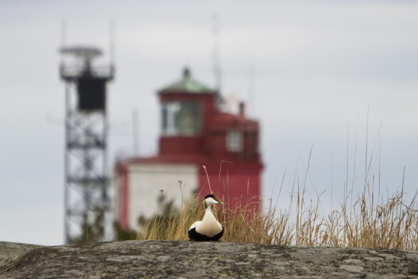 haahka_41_Korppoo_05_12