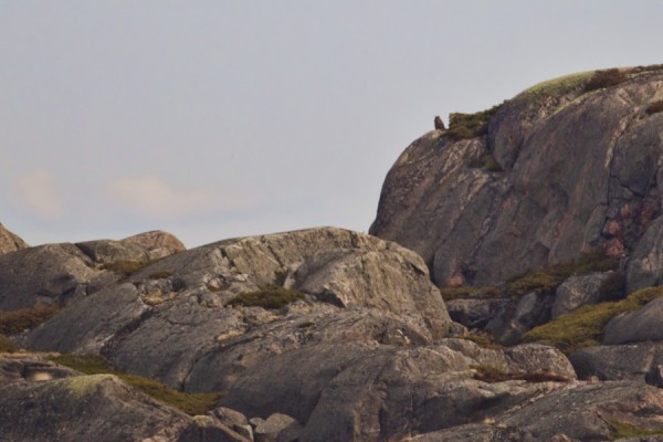 huuhkaja_03_Korppoo_04_12