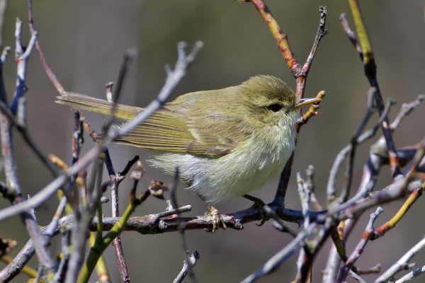 idanuunilintu_02_Korppoo_05_12